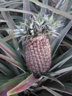 DSCN4792.JPG