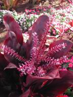 DSCN4798.JPG
