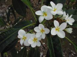 DSCN5121.JPG