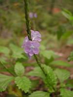 DSCN0495.JPG