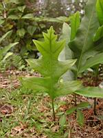 DSCN0496.JPG