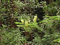 DSCN0707.JPG