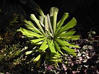 DSCN0896.JPG