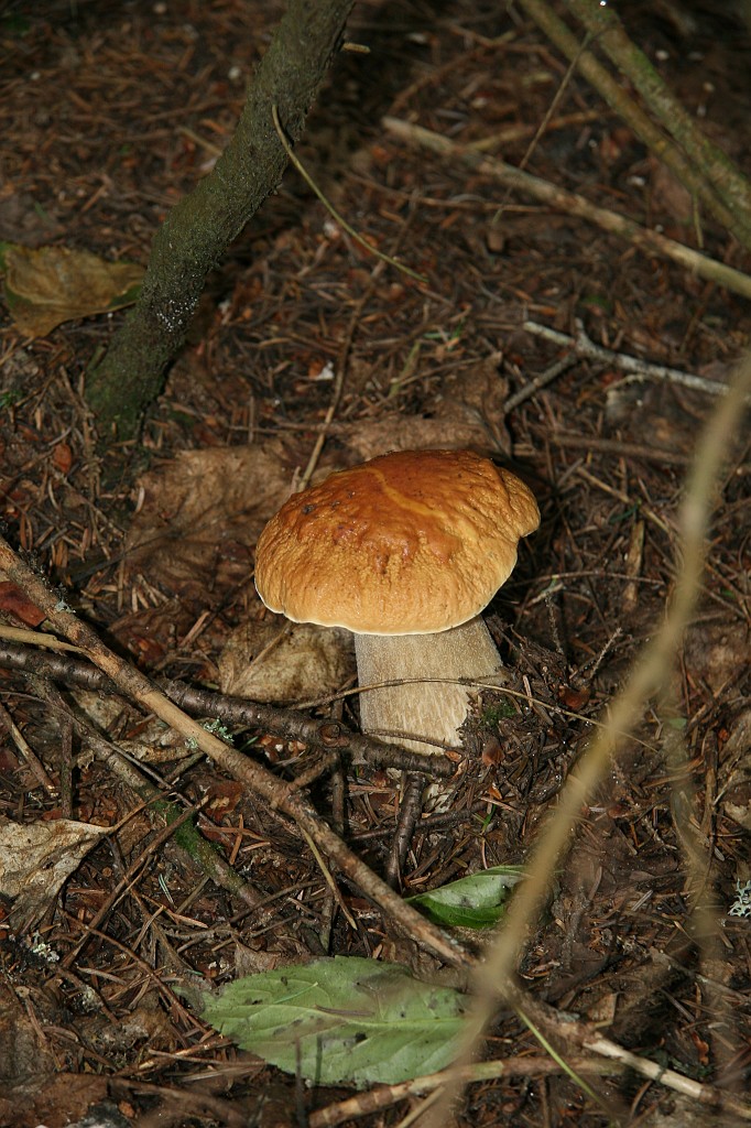 IMG_10347.JPG