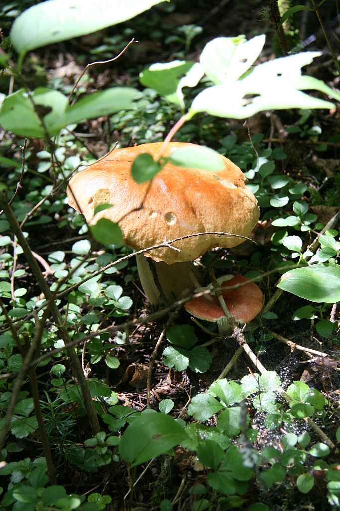 IMG_10354.JPG