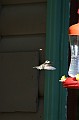 IMG_10318