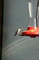 IMG_10331
