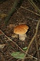 IMG_10347