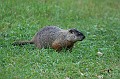 IMG_10532