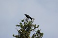 IMG_10534