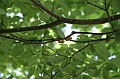 IMG_8108