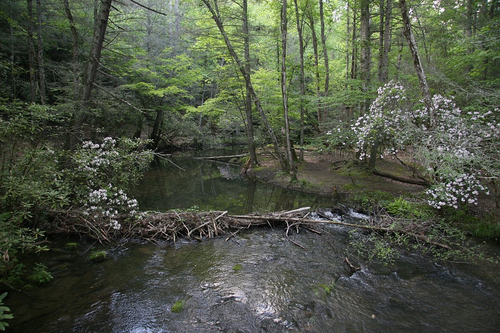 IMG_8445.JPG